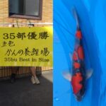 第71回　長岡市錦鯉品評会　（部門総合③）